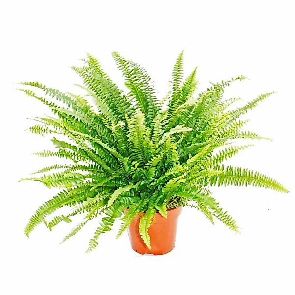 Exotenherz Nephrolepis Schwertfarn 17cm Topf günstig online kaufen