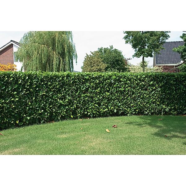 Kirschlorbeer Etna Weiß Höhe ca. 80 - 100 cm Topf ca. 15 l Prunus günstig online kaufen