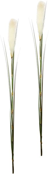 I.GE.A. Kunstpflanze "Pampas" Pampasgras, Boho, 2er Set günstig online kaufen
