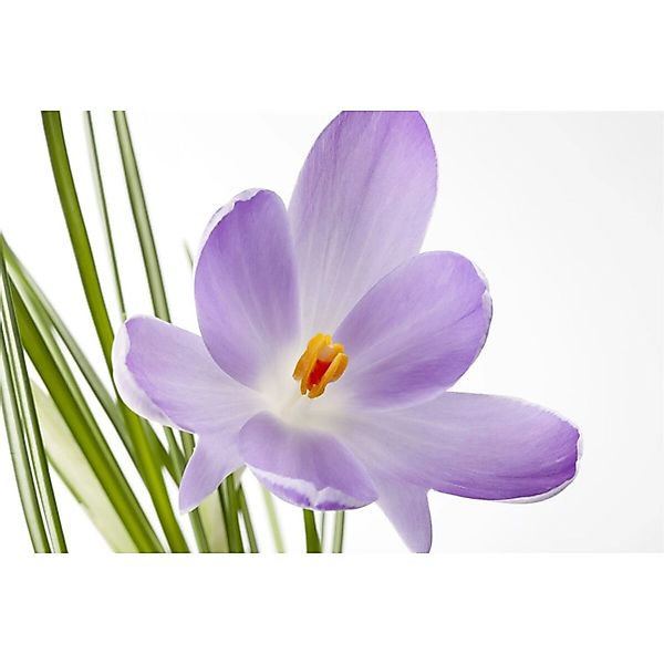 Crocus Sativus Safrankrokus Ca. 9x9 cm Topf günstig online kaufen