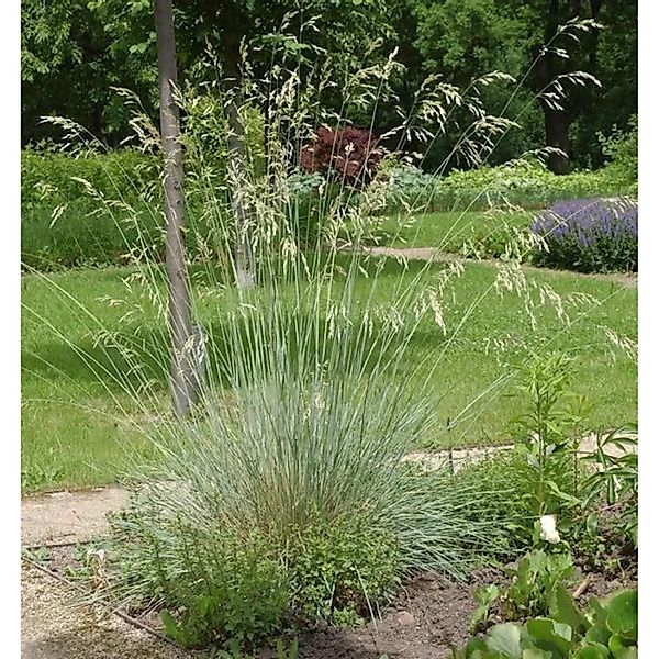 Blaustrahlhafer Saphirsprudel - großer Topf - Helictotrichon sempervirens günstig online kaufen