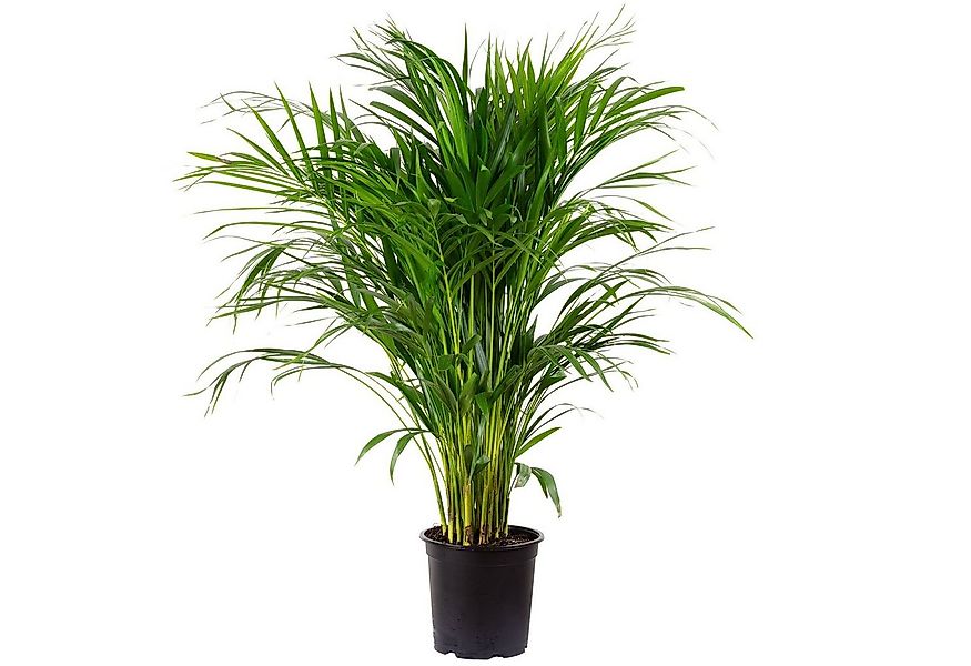 Flowerbox Zimmerpflanze Goldfruchtpalme - Areca Dypsis Lutescens, - Höhe ca günstig online kaufen