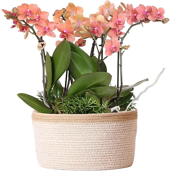 Kolibri Orchids Pflanzenset inkl. Wassertank Drei Orchideen Bozen 9cm & Dre günstig online kaufen