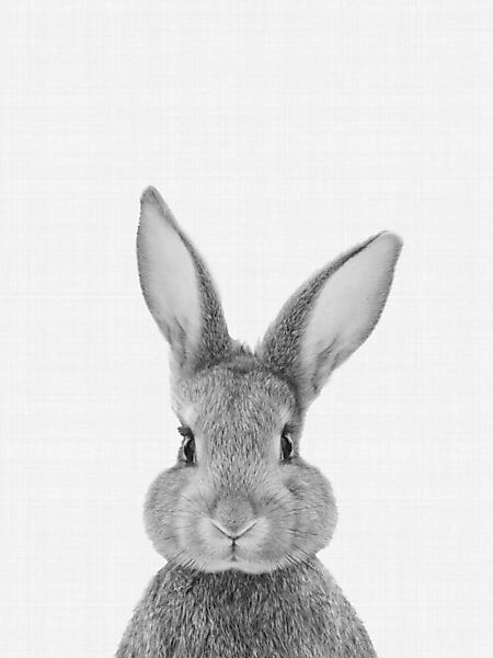 Poster / Leinwandbild - Rabbit (Black And White) günstig online kaufen