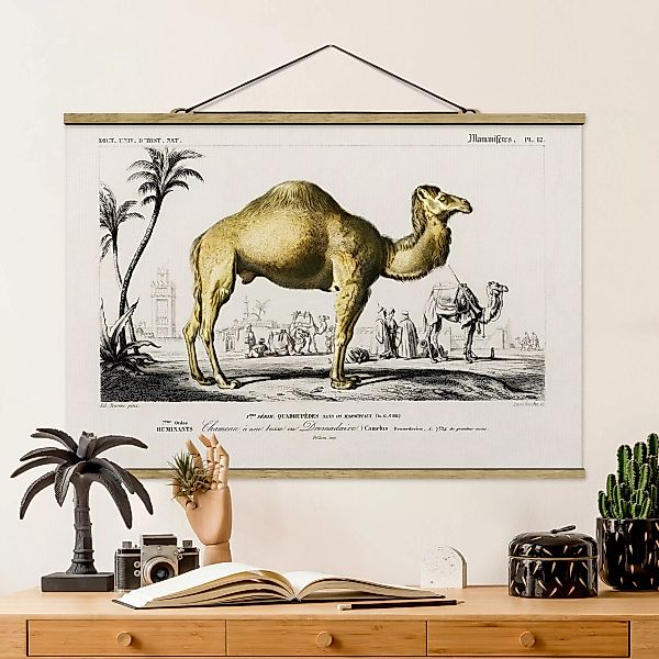 Stoffbild Tiere mit Posterleisten - Querformat Vintage Lehrtafel Dromedar günstig online kaufen