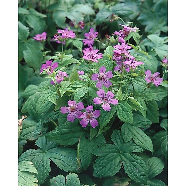 Geranium Nodosum Knotiger Storchschnabel Ca. 9x9 cm Topf günstig online kaufen