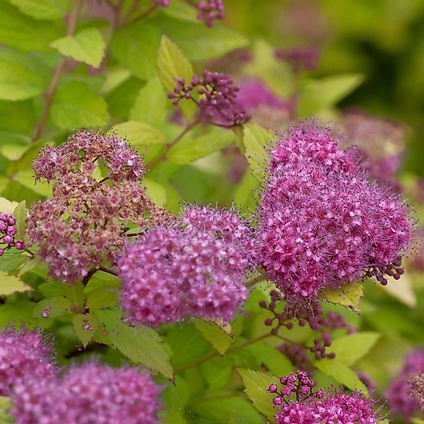 Sommerspierstrauch Magic Carpet 20-30cm - Spiraea japonica günstig online kaufen