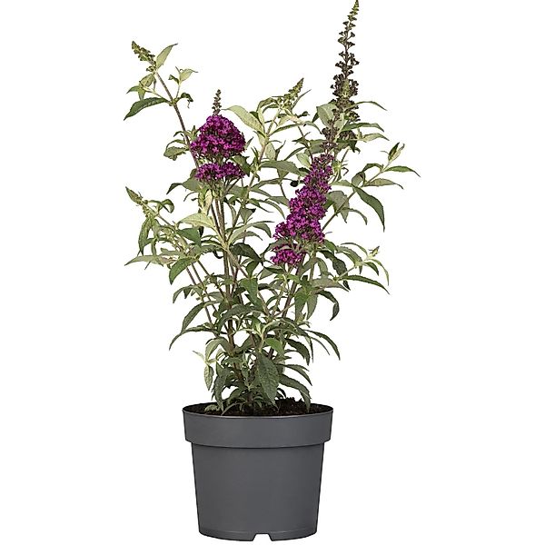 Sommerflieder Summer Teens & Kids H ca. 30 - 40 cm Topf ca. 3 l Buddleja da günstig online kaufen