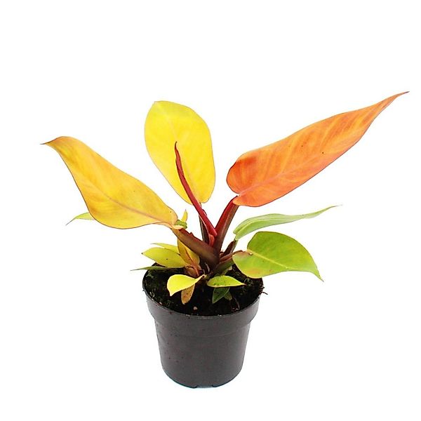Exotenherz Philodendron Prince Of Orange Orangener Baumfreund 12cm Topf günstig online kaufen