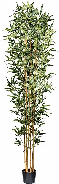 Kunstbaum Bambus Bambus, Creativ green, Höhe 210 cm, mit echten Bambusstäbe günstig online kaufen