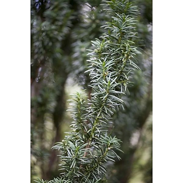 Taxus baccata 'Westerstede' 80-100 cm günstig online kaufen