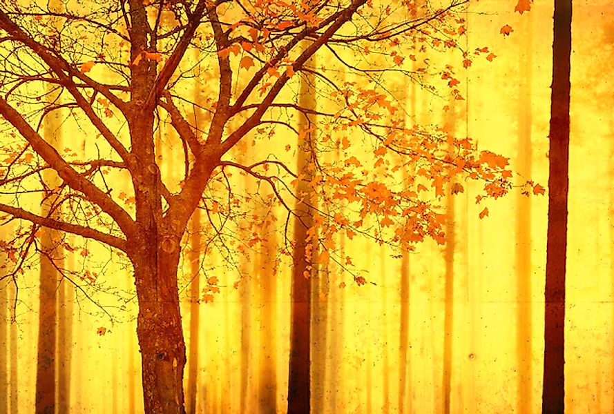 Architects Paper Fototapete »Atelier 47 Edge 2« Wald glatt Wald Fototapete günstig online kaufen