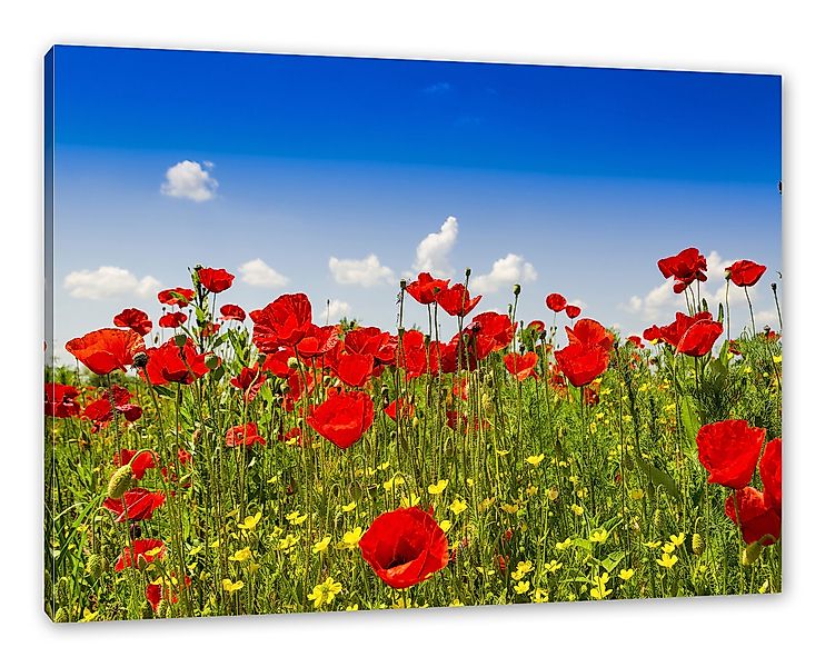 Pixxprint Leinwandbild Mohnwiese, Mohnwiese (1 St), günstig online kaufen