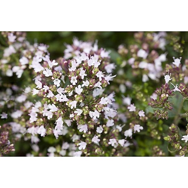 Origanum Vulgare Compactum Echter Dost Ca. 9x9 cm Topf günstig online kaufen