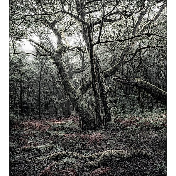 Vlies Fototapete Das Model 250x280 cm günstig online kaufen