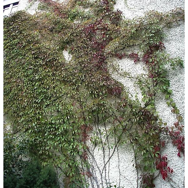 Mauerkatze Engelmann 40-60cm - Parthenocissus quinquefolia günstig online kaufen