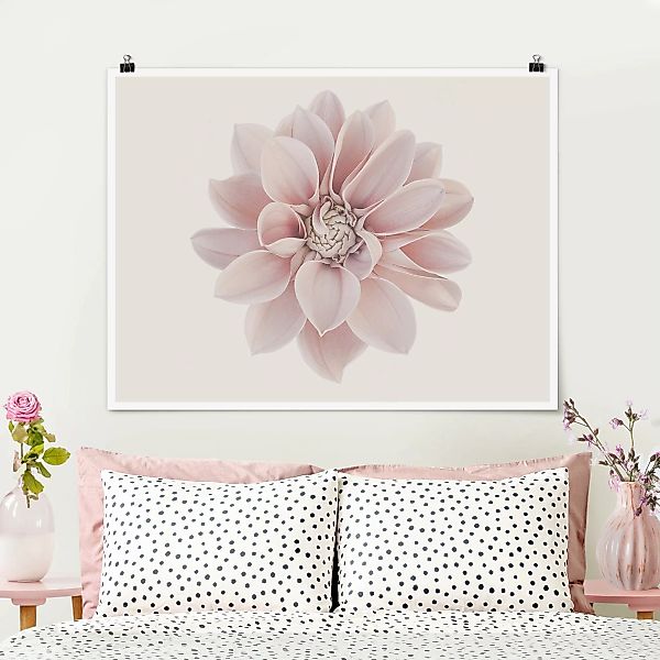 Poster Dahlie Blume Pastell Weiß Rosa günstig online kaufen