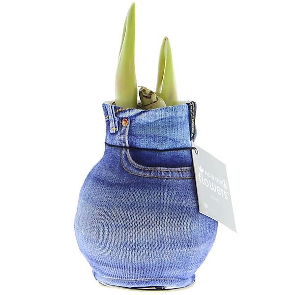 Exotenherz Amaryllis-Zwiebel in moderner Socke Fashion Streetlife Jeans-Opt günstig online kaufen