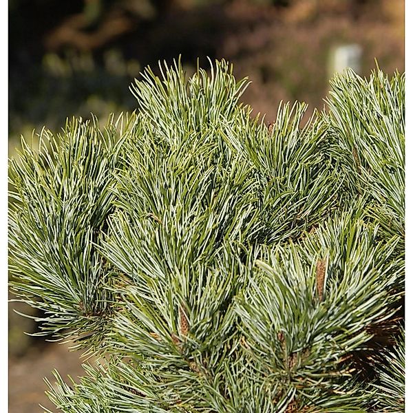 Blaue Kriechkiefer 30-40cm - Pinus pumila Glauca günstig online kaufen