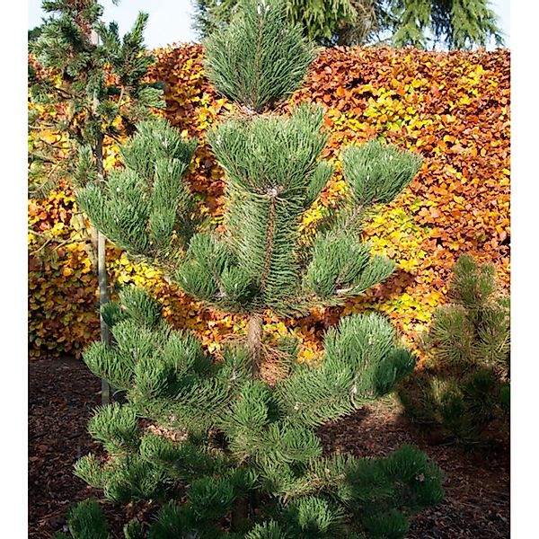 Österreichische Schwarzkiefer Oregon Green 20-25cm - Pinus nigra günstig online kaufen