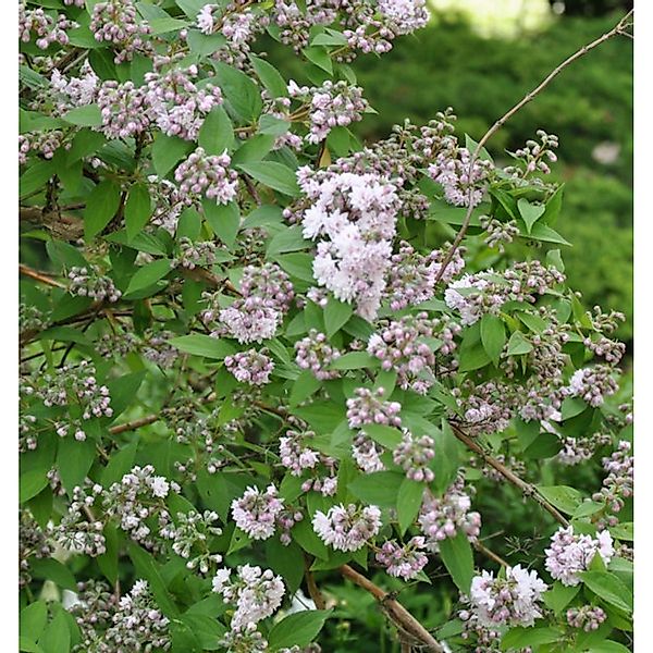 Maiblumenstrauch Raspberry Sundae 60-80cm - Deutzia günstig online kaufen