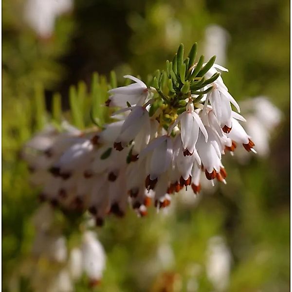 10x Winterheide Springwood White - Erica carnea günstig online kaufen