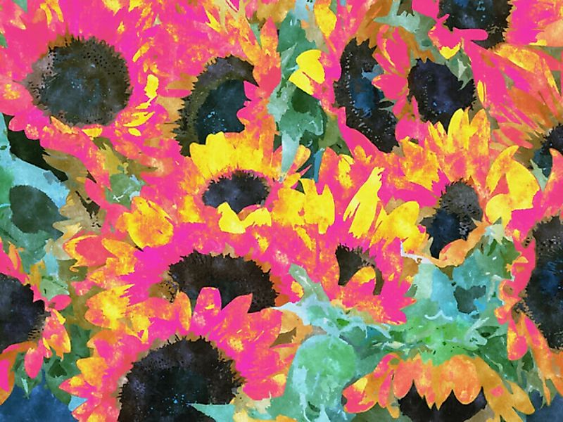 Poster / Leinwandbild - Pink Sunflowers günstig online kaufen