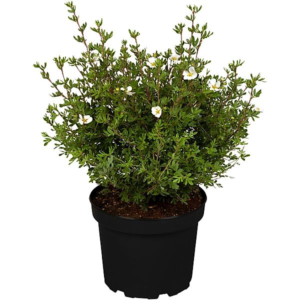Fingerstrauch Weiß Höhe ca. 20 - 30 cm Topf ca. 2,3 l Potentilla fructicosa günstig online kaufen