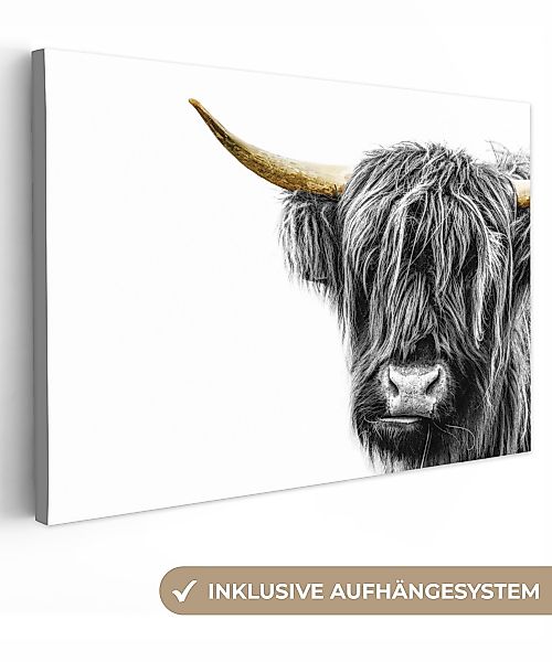 OneMillionCanvasses® Leinwandbild Scottish Highlander - Weiß günstig online kaufen