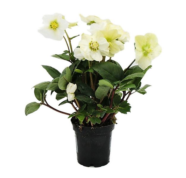 Exotenherz Rose Christrose Helleborus niger 9cm Topf günstig online kaufen
