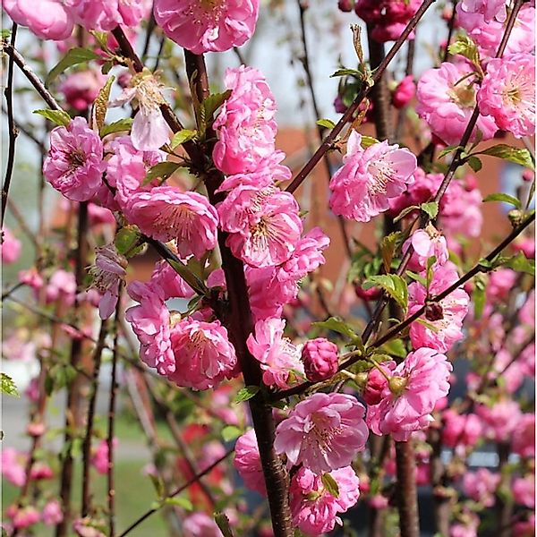 Mandelbäumchen Busch 30-40cm - Prunus triloba günstig online kaufen