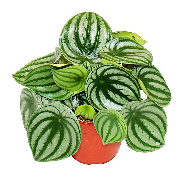 Exotenherz Zimmerpflanze Peperomia argyreia Watermelon Wassermelonen-Zwergp günstig online kaufen
