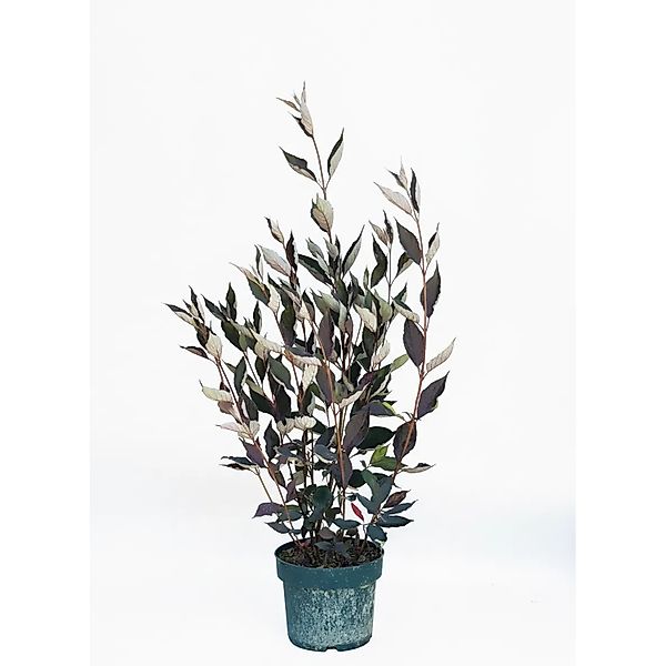 Baumfink Thuja Occidentalis King of Brabant als Topfpflanze 100-125cm günstig online kaufen