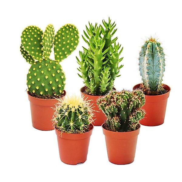 Exotenherz Kaktus 5 verschiedene Kakteen im Set - 5,5cm Topf günstig online kaufen
