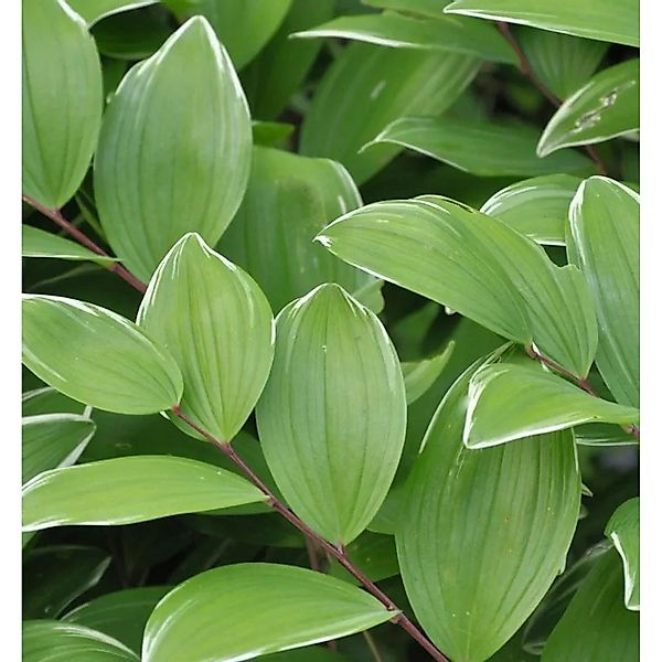 Duftender Salomonssiegel Variegatum - Polygonatum odoratum günstig online kaufen