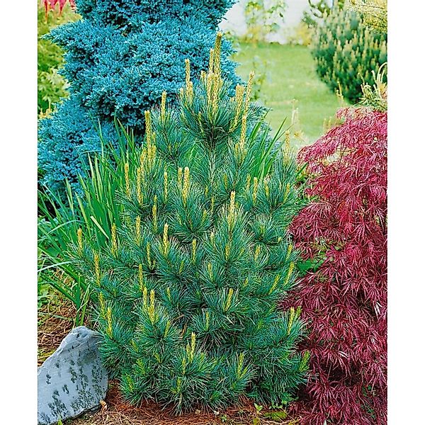 Pinus Cembra Westerstede Zirbelkiefer Immergrün 50–60 cm günstig online kaufen