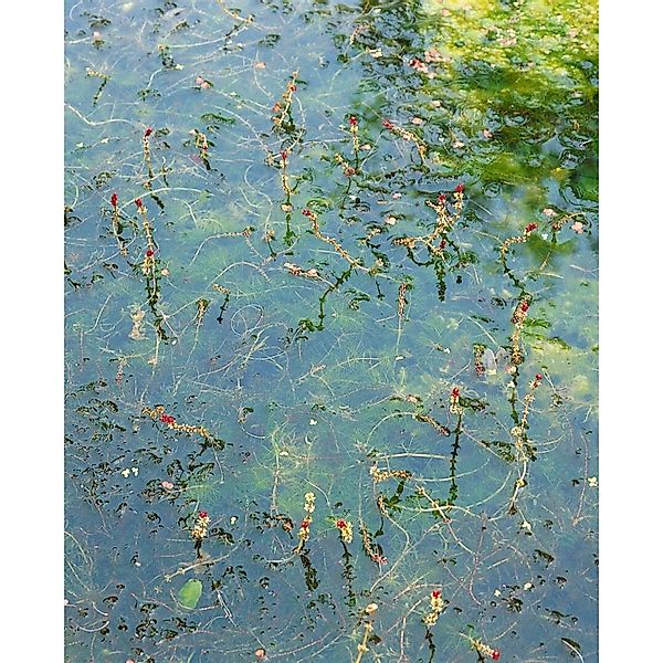 Myriophyllum Spicatum Tausendblatt Ca. 9x9 cm Topf günstig online kaufen