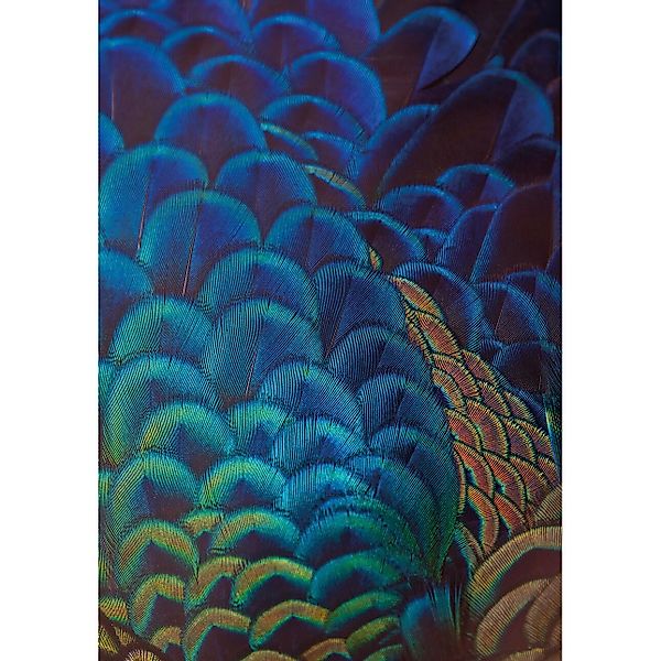 Leinwandbild Multicolor Feathers, 35 x 50 cm günstig online kaufen