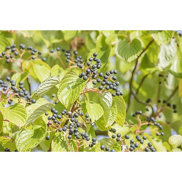 Cornus Controversa Etagen-Hartriegel 60–80 cm günstig online kaufen
