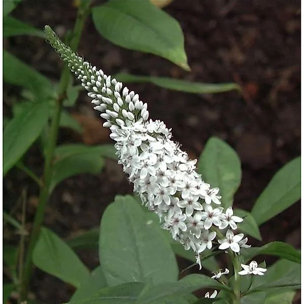 Schneefelberich - Lysimachia clethroides günstig online kaufen