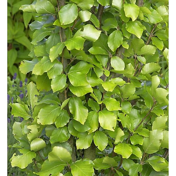 Gelbe Säulen Buche 125-150cm - Fagus sylvatica günstig online kaufen