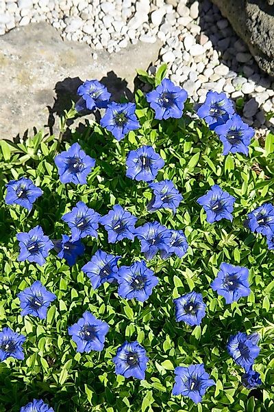 Pflanzen für Dich Staude Gentiana dahurica, 1 St., Dahurischer Enzian günstig online kaufen