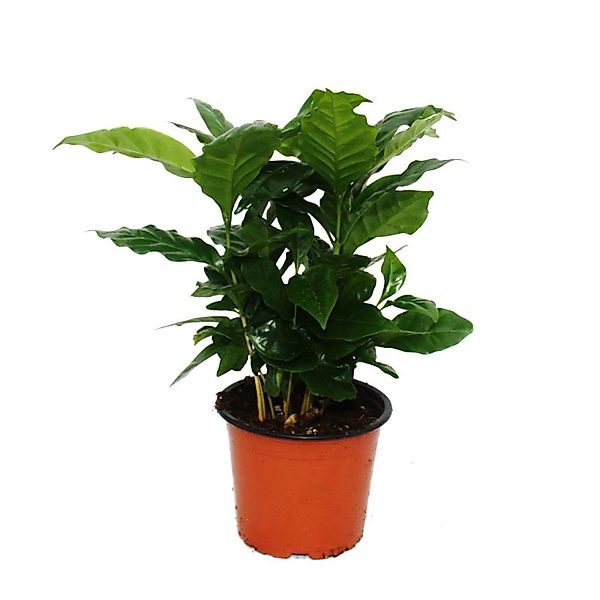 Exotenherz Zimmerpflanze Kaffee Pflanze (Coffea arabica) 1 Pflanze - Zimmer günstig online kaufen