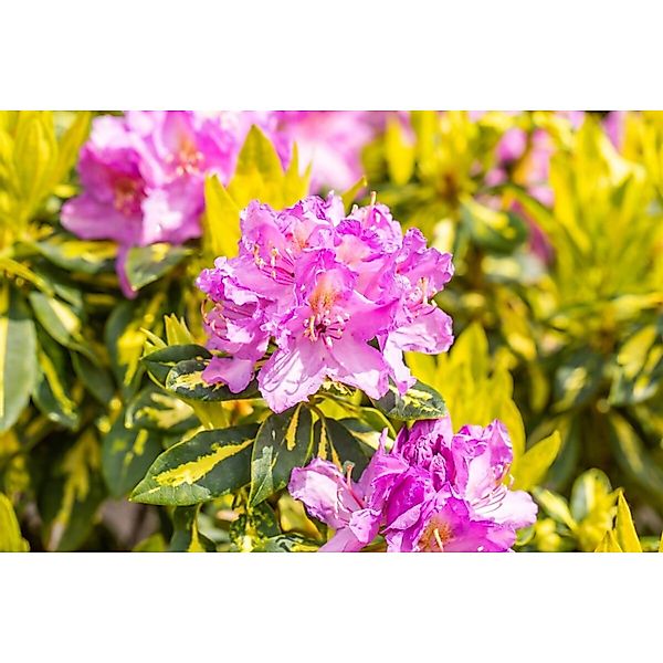 Rhododendron Goldflimmer Immergrün Gelb-Grün Panaschiert 40–50 cm günstig online kaufen