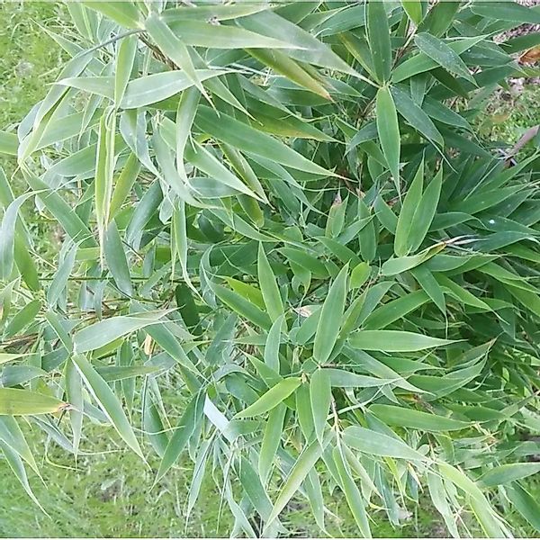 Schirmbambus Sindbad 25-30cm - Fargesia murielae günstig online kaufen