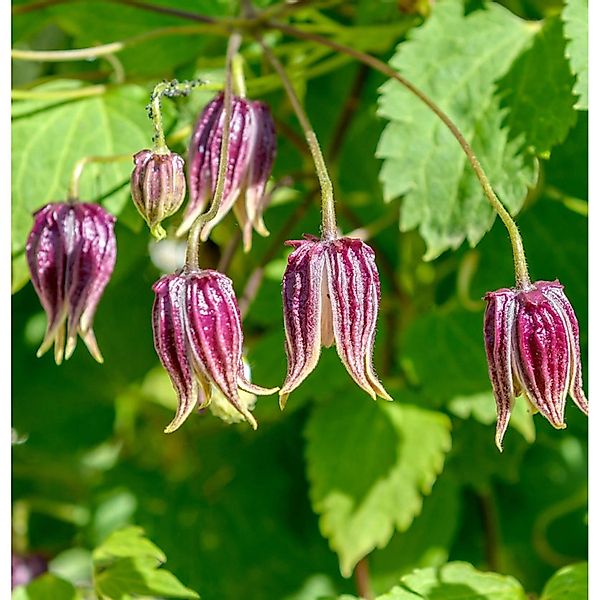 Garten-Waldrebe Columella 40-60cm - Clematis koreana günstig online kaufen