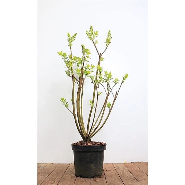 Syringa Vulgaris Flieder Mme Lemoine 40-60 cm günstig online kaufen