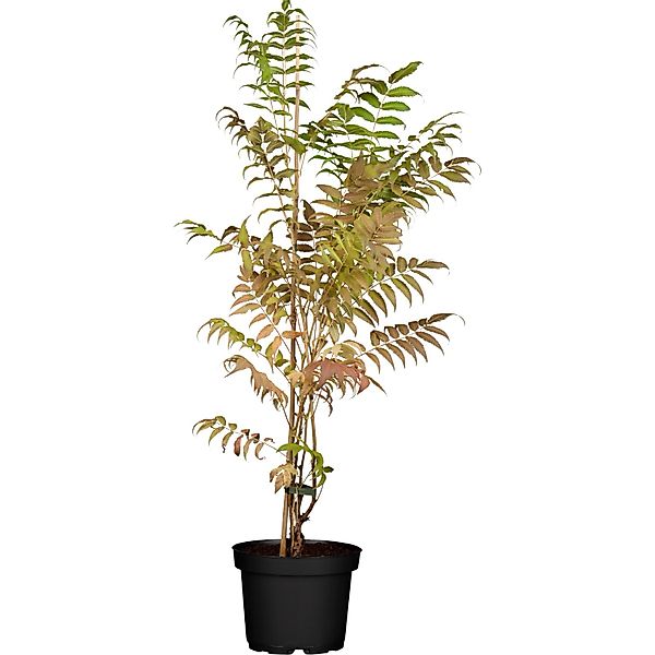 OBI Flieder-Spiere Sem Weiß Höhe ca. 40 - 50 cm Topf ca. 6 l Sorbaria günstig online kaufen