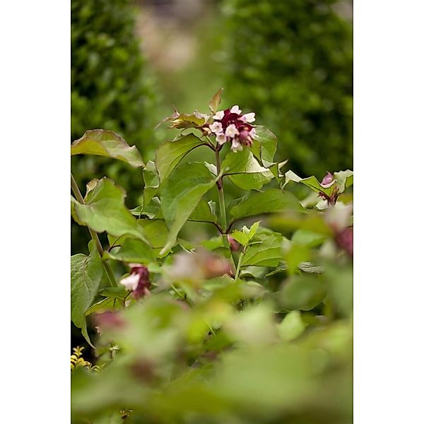 Leycesteria Formosa Purple Rain Schöne Leycesterie Purpur 60–80 cm günstig online kaufen