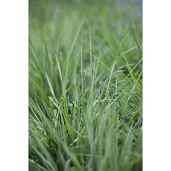 Briza Media Zittergras Ca. 9x9 cm Topf günstig online kaufen